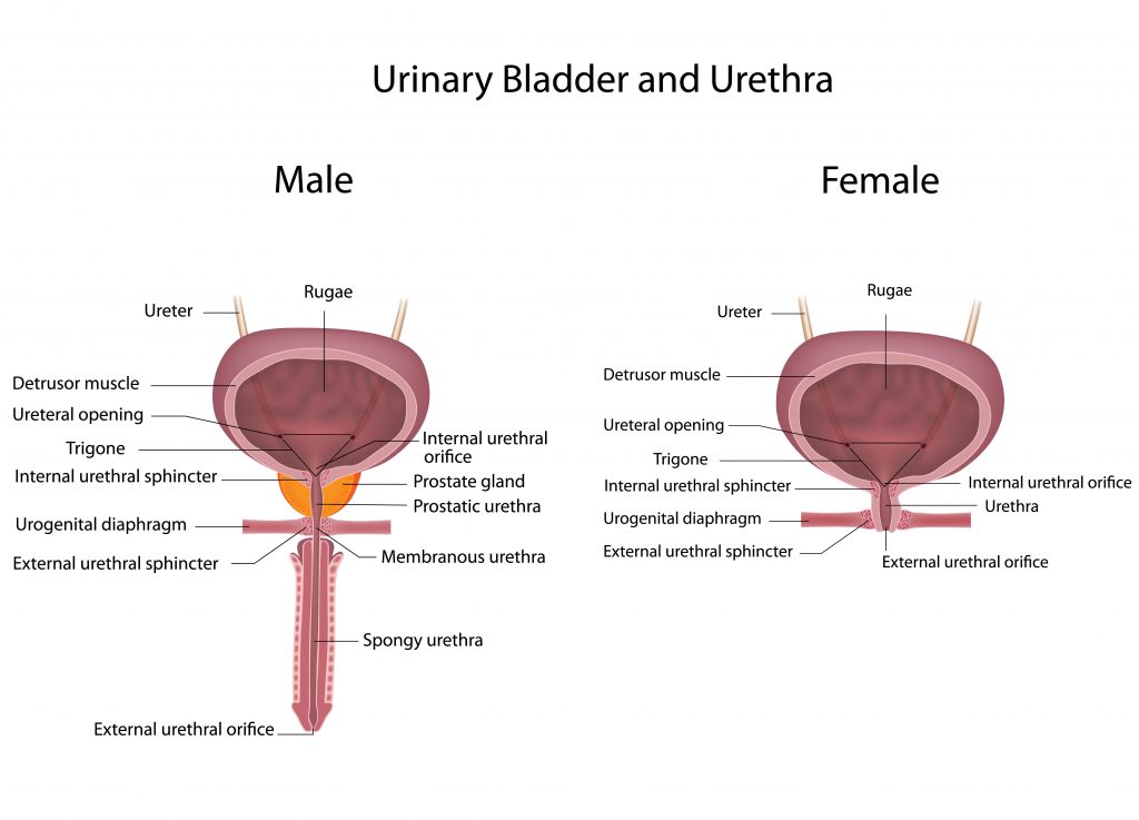 comparing-male-and-female-urinary-systems-labeled-incontinence-uk